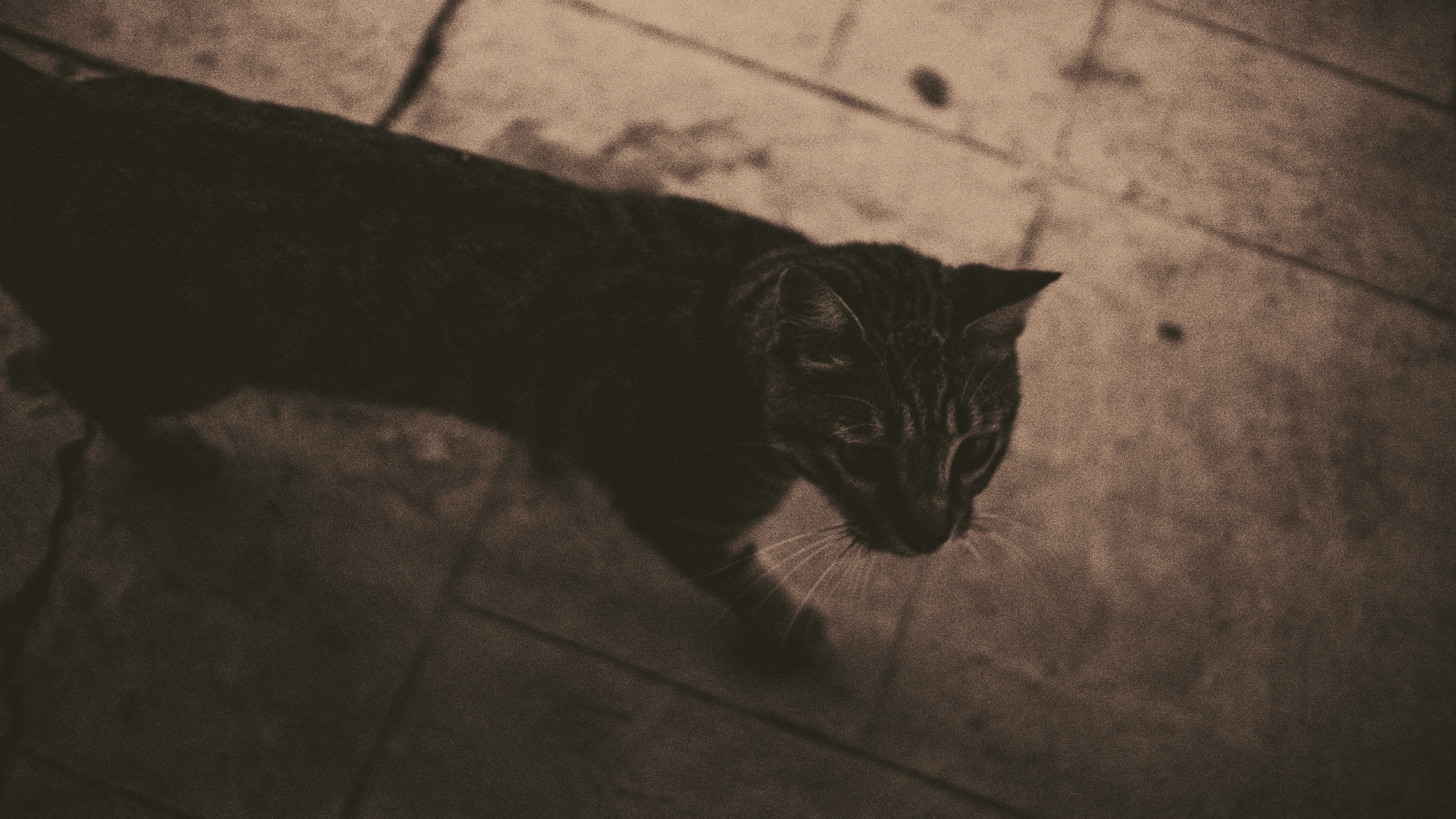 cat