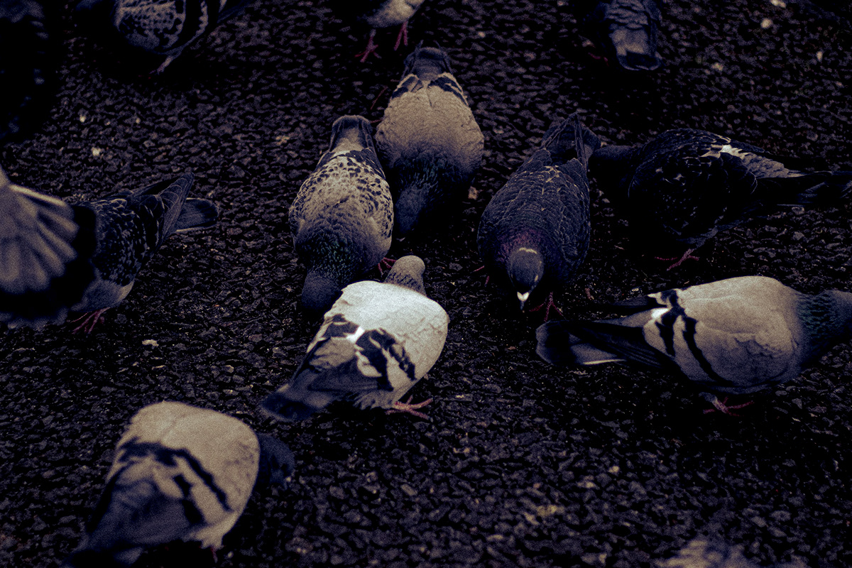 columbidae